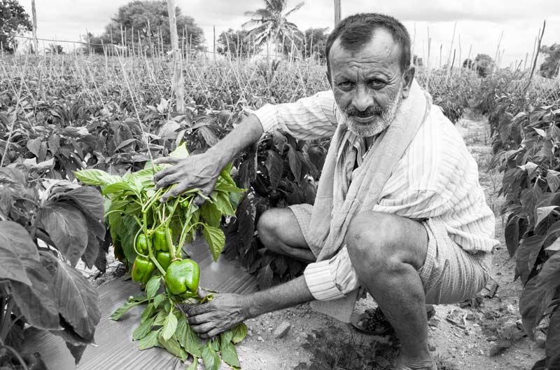 Men and Water Needs from Gender Perspective - Growing capsicum as cash crop using drip irrigation in Mandya district, Karnataka